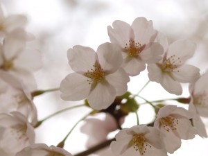 盛岡の桜